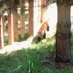 Die Roten Pandas
