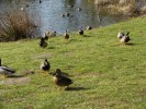 Enten